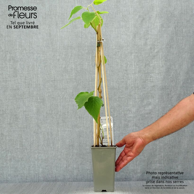 Ejemplar de Kiwi Boskoop - Actinidia deliciosa Maceta 1,5L/2L entregado en otoño