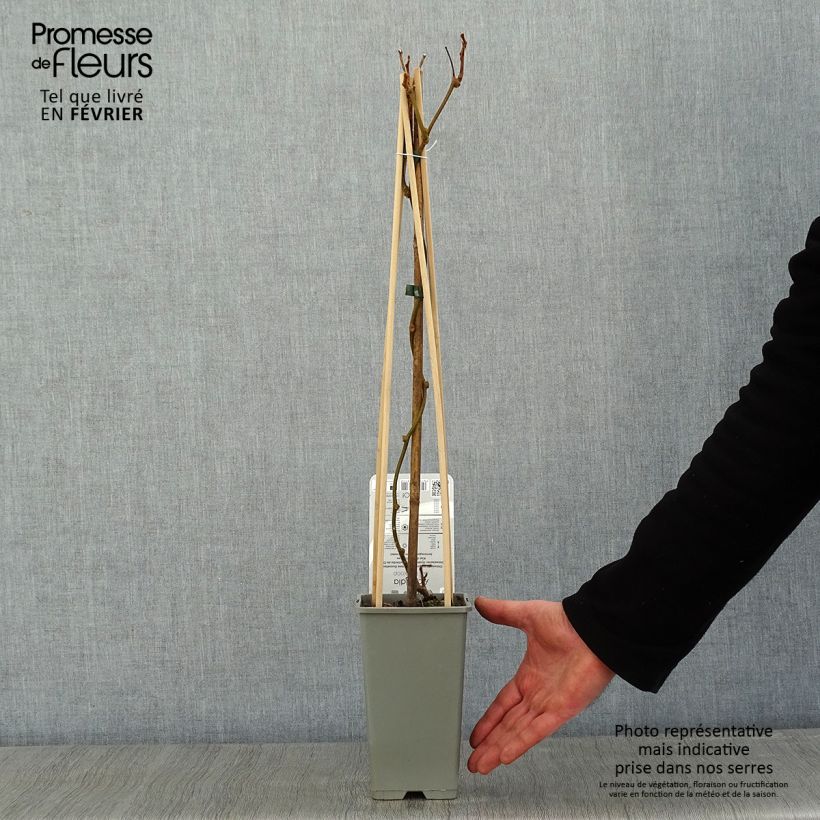 Kiwi Boskoop - Actinidia deliciosa Maceta 1,5L/2L Ejemplar entregado en invierno