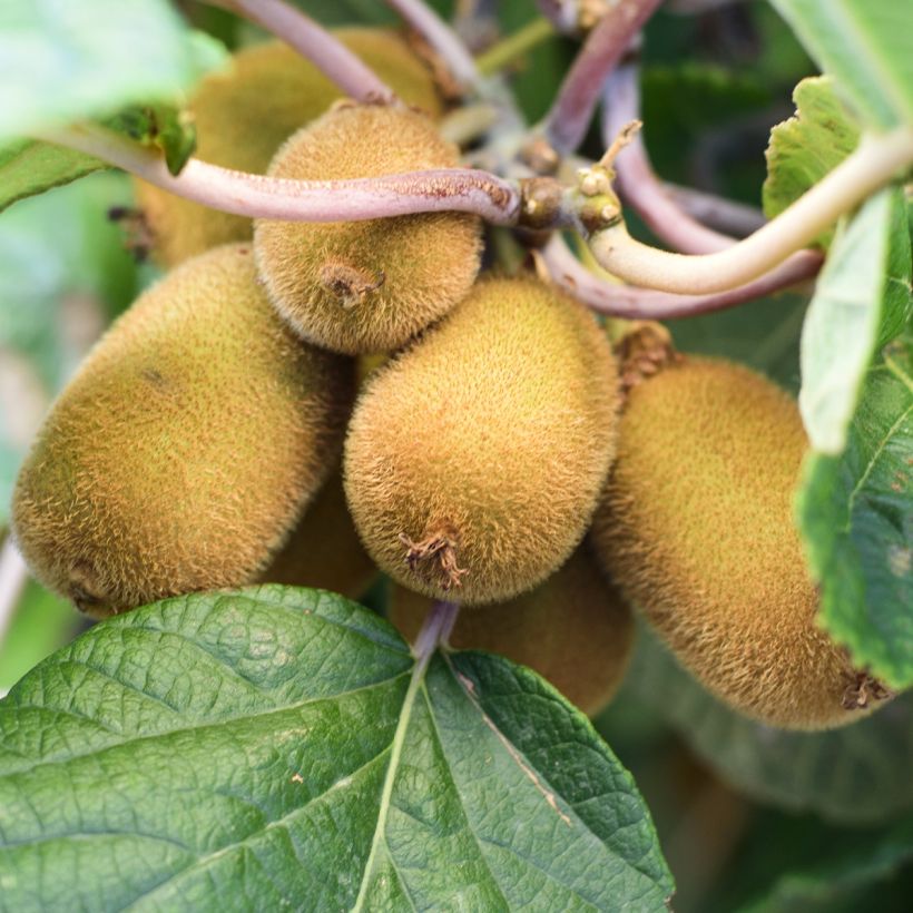 Kiwi Solo - Actinidia chinensis (Cosecha)