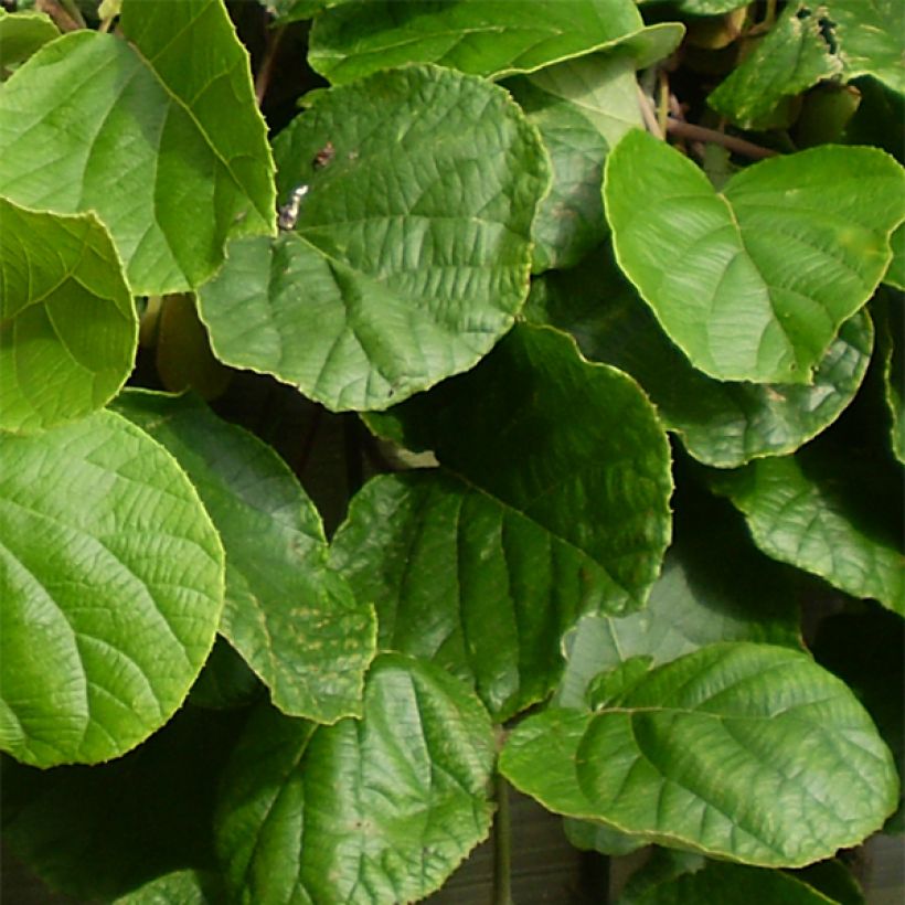 Kiwi Golden Delight (Macho) (Follaje)