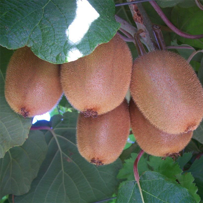 Kiwi Golden Delight (Macho) (Cosecha)