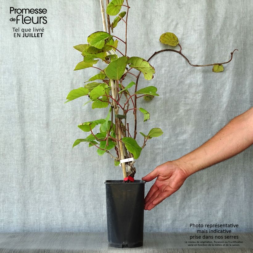 Ejemplar de Kiwi Montcap - Actinidia deliciosa Maceta 2L/3L entregado en verano