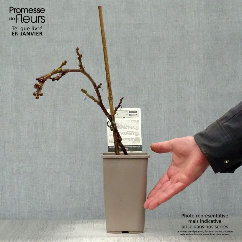 Kiwi Minkimale (Macho) - Actinidia chinensis Maceta 1,5L/2L Ejemplar entregado en invierno