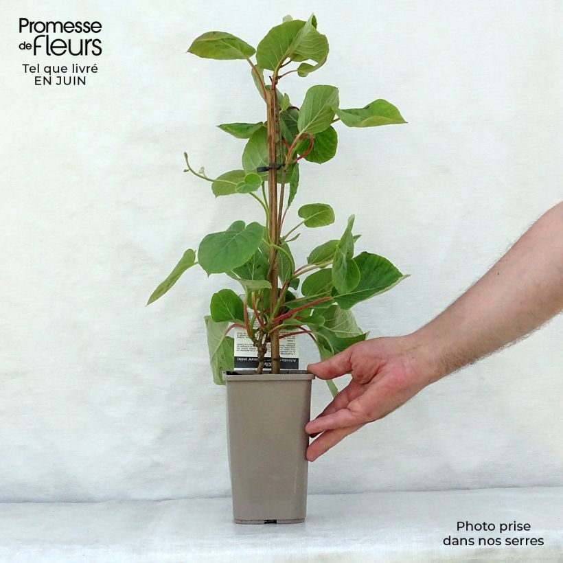 Ejemplar de Kiwi Minkimale (Macho) - Actinidia chinensis Maceta 1,5L/2L entregado en verano
