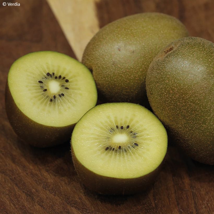 Kiwi kiw'Happy Hembra - Actinidia deliciosa (Cosecha)