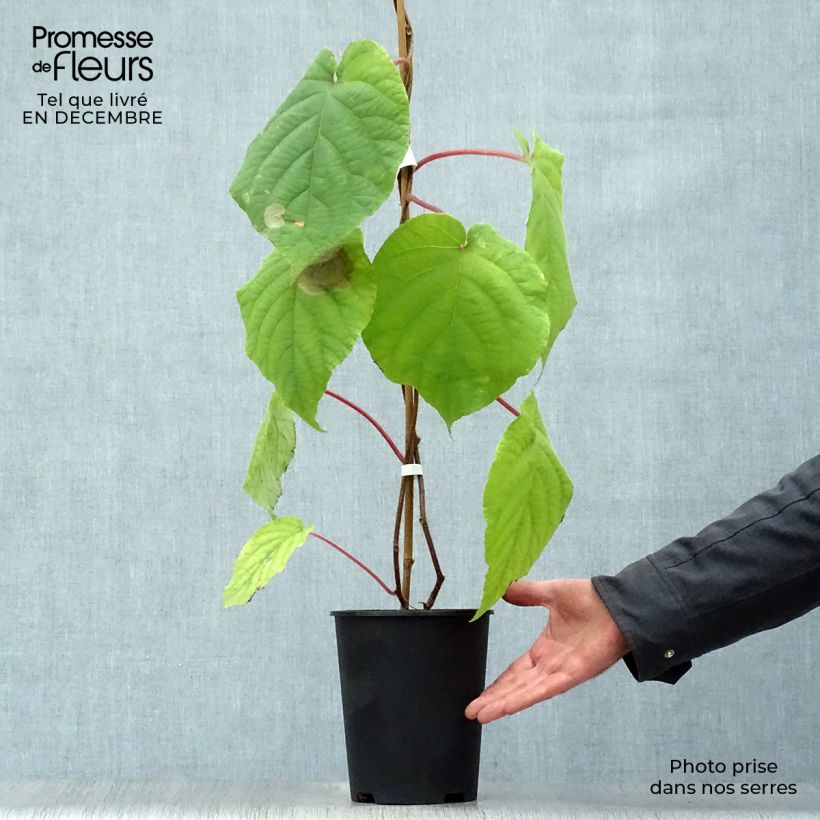 Kiwi Belen - Actinidia deliciosa Maceta 2L/3L Ejemplar entregado en invierno