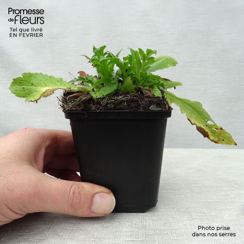 Knautia arvensis - Escabiosa Maceta de 8/9 cm Ejemplar entregado en invierno
