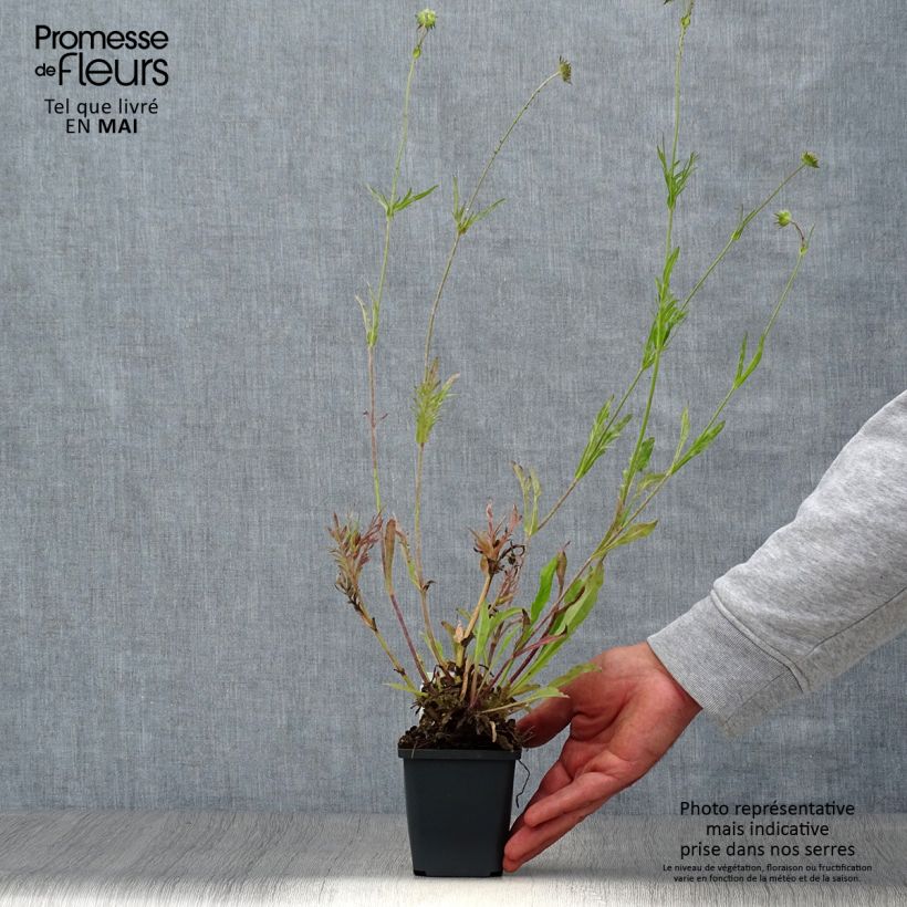 Knautia arvensis - Escabiosa Maceta de 8/9 cm Ejemplar entregado en la primavera