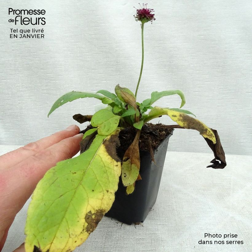 Knautia macedonia Mars Midget - Escabiosa macedonia Maceta de 8/9 cm Ejemplar entregado en invierno