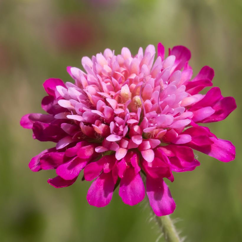 Knautia macedonica Melton Pastels - Petite Scabieuse de Macédoine Graines de Knautia macedonica Melton Pastels - Petite Scabieuse de Macédoine ¿Deseas compartir tus fotos? Ocultar imágenes compartidas Knautia macedonica Melton Pastels - Escabiosa macedoni (Floración)