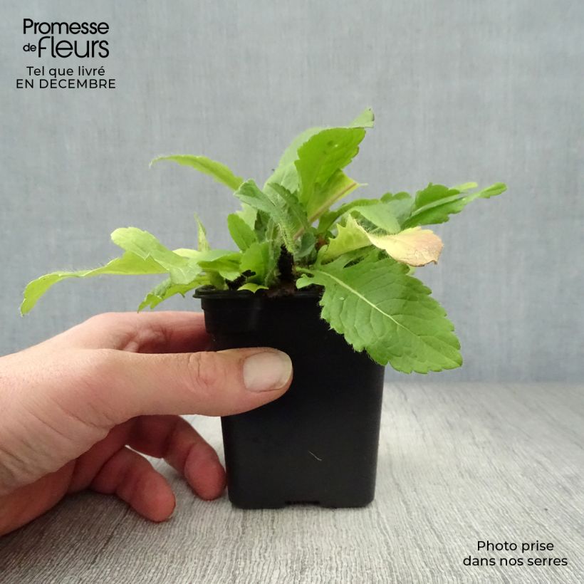 Knautia macedonica - Escabiosa macedonia Maceta de 7/8 cm Ejemplar entregado en invierno