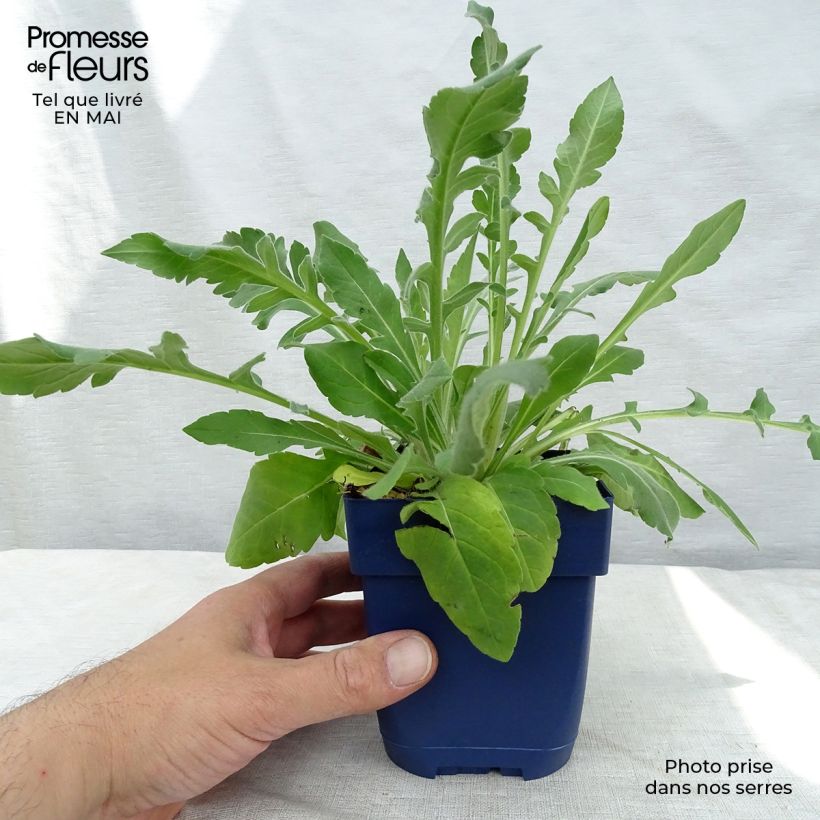 Knautia macedonica - Escabiosa macedonia Maceta de 7/8 cm Ejemplar entregado en la primavera