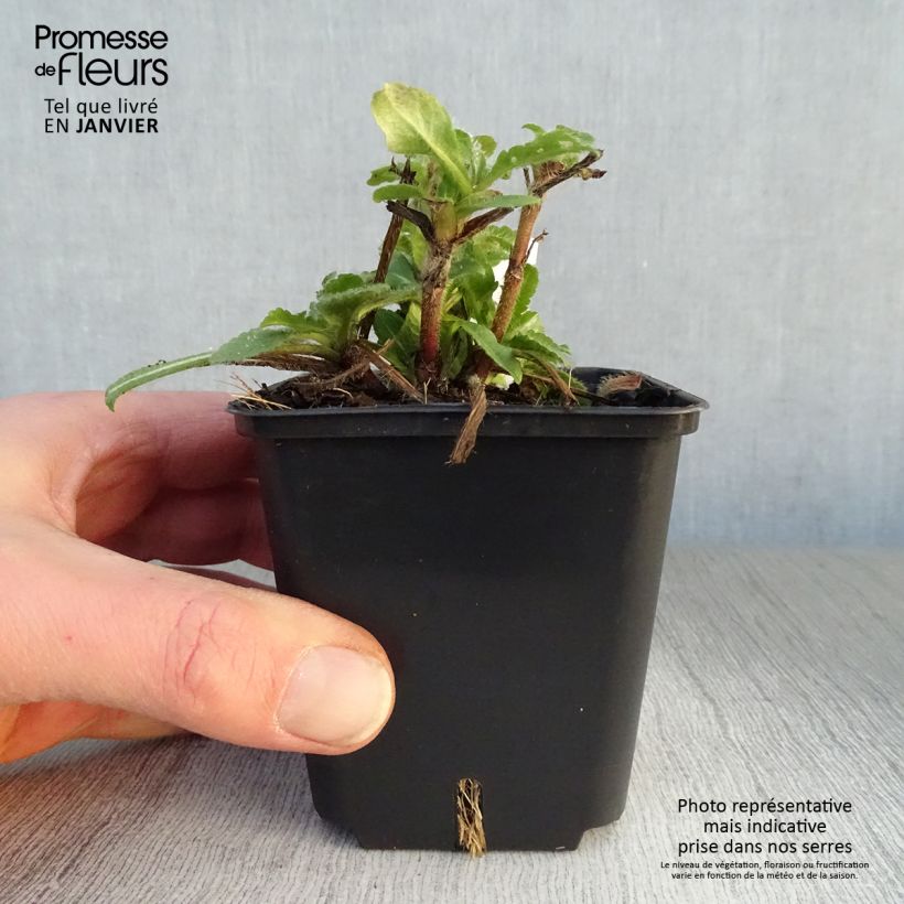 Knautia macedonia Red Knight - Escabiosa macedonia Maceta de 8/9 cm Ejemplar entregado en invierno