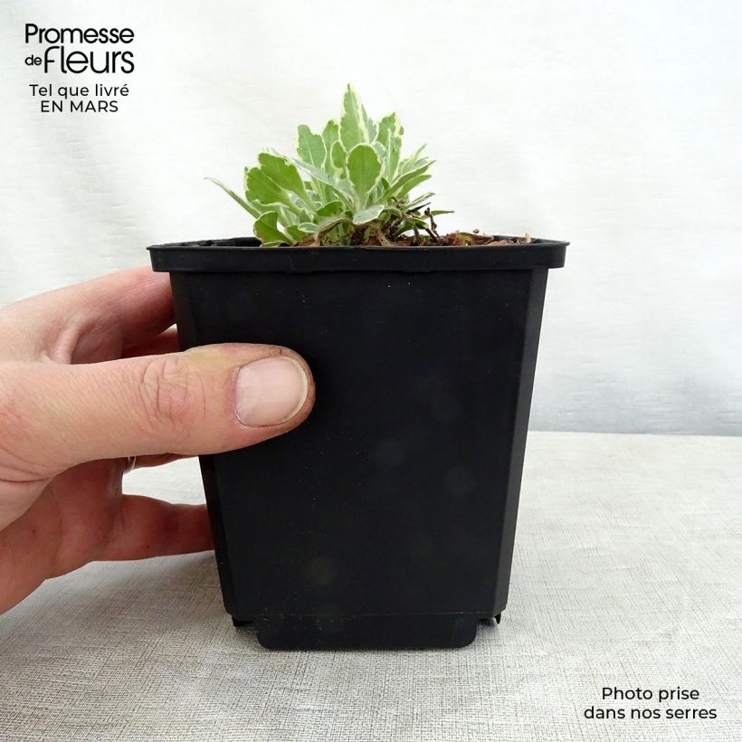 Knautia macedonica Thunder and Lightning - Escabiosa macedonia Maceta de 8/9 cm Ejemplar entregado en la primavera