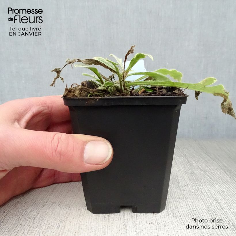 Knautia macedonica Thunder and Lightning - Escabiosa macedonia Maceta de 8/9 cm Ejemplar entregado en invierno