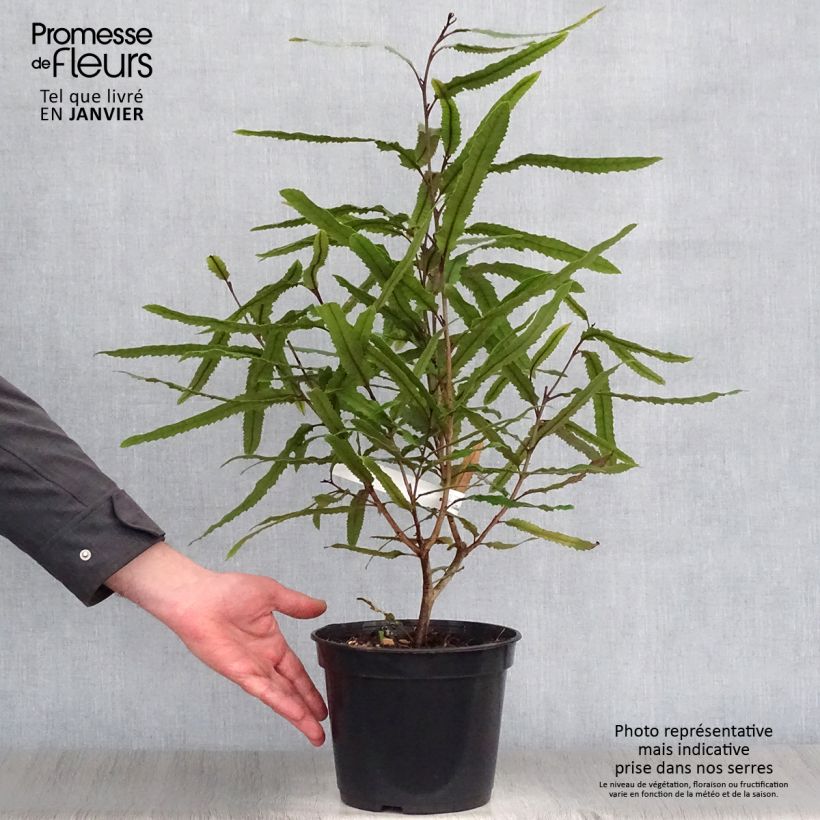 Knightia excelsa - Rewarewa Maceta 3L/4L Ejemplar entregado en invierno