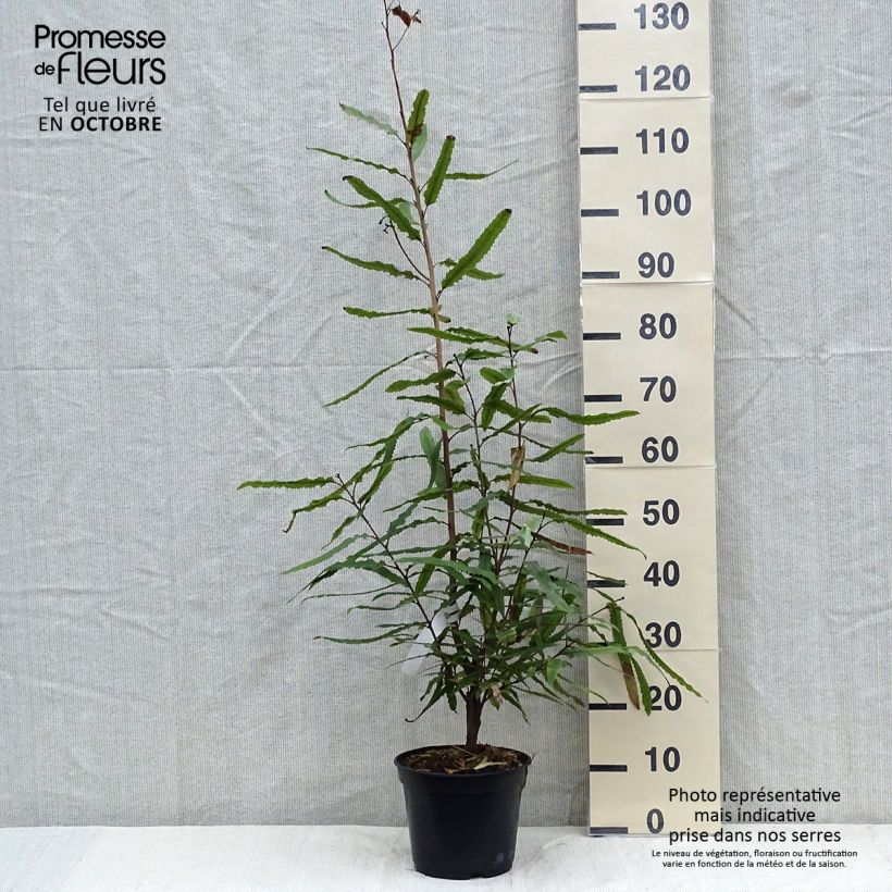 Ejemplar de Knightia excelsa - Rewarewa Maceta 3L/4L entregado en otoño