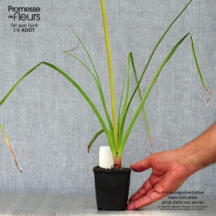 Ejemplar de Kniphofia Alcazar Maceta de 8/9 cm entregado en verano
