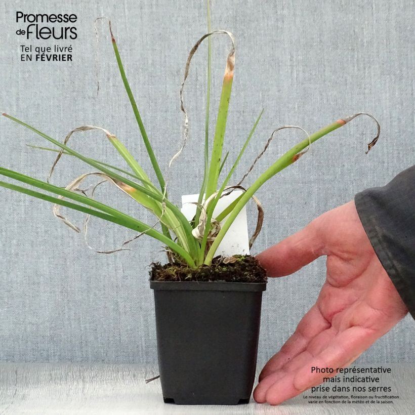 Kniphofia Alcazar Maceta de 8/9 cm Ejemplar entregado en invierno