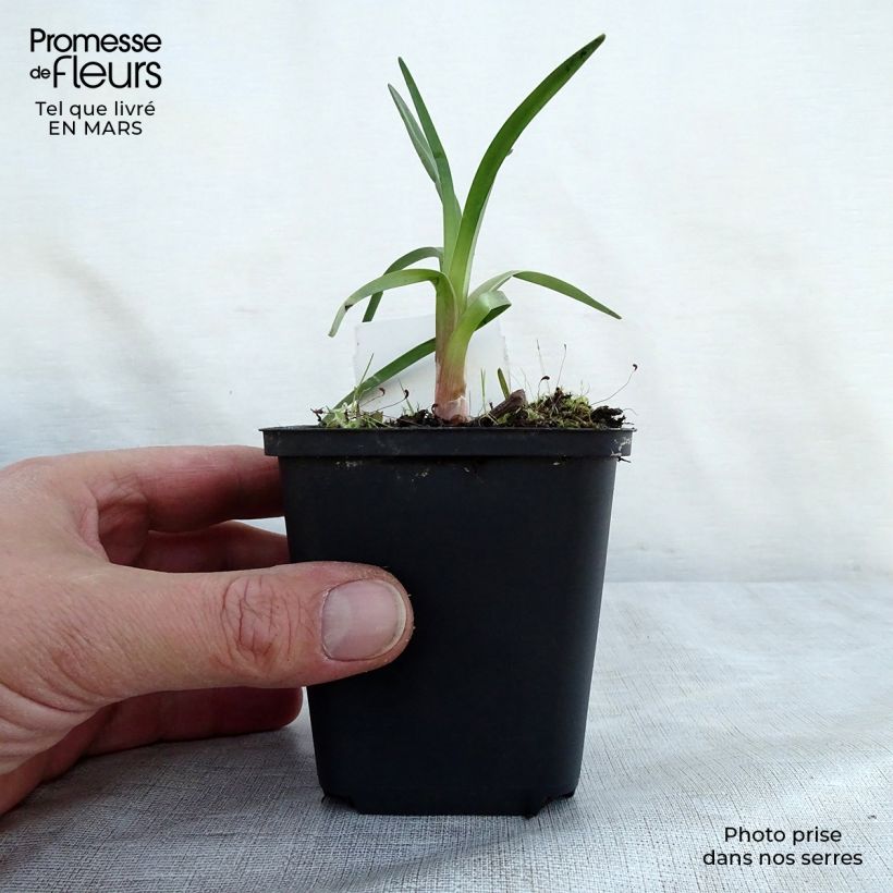 Kniphofia Alcazar Maceta de 8/9 cm Ejemplar entregado en la primavera