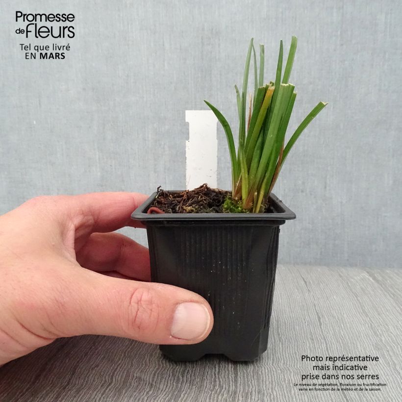 Kniphofia Bees Lemon Maceta de 8/9 cm Ejemplar entregado en la primavera