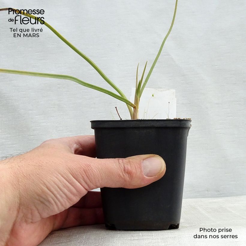 Kniphofia Dorset Sentry Maceta de 8/9 cm Ejemplar entregado en la primavera