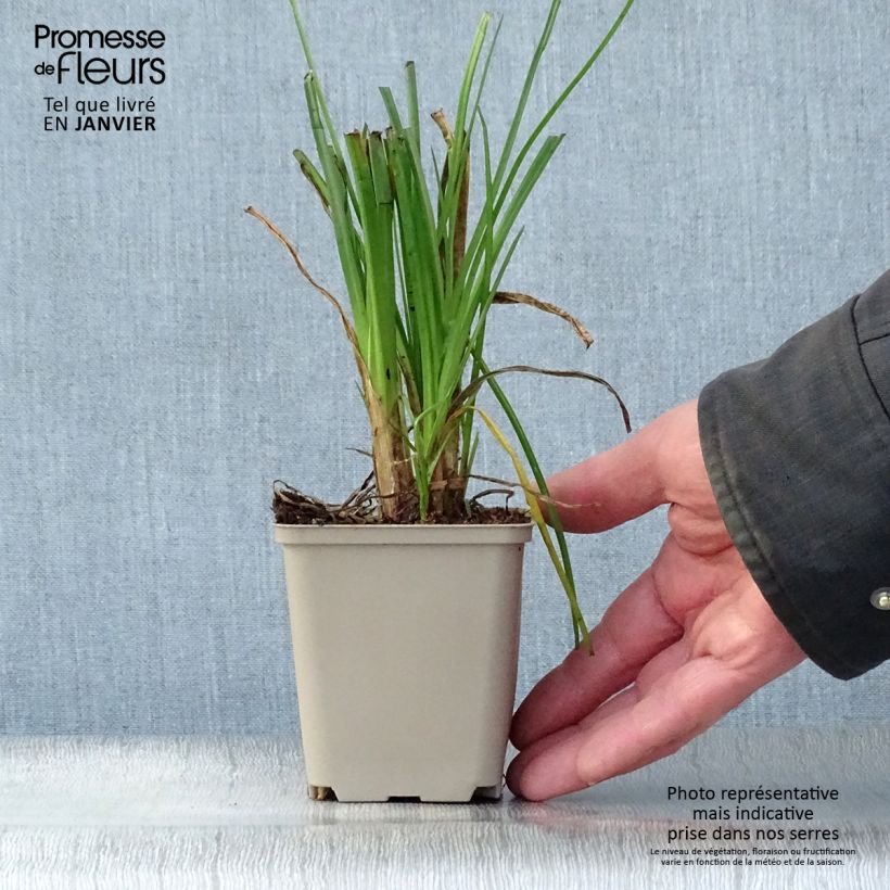 Kniphofia Elvira Maceta de 8/9 cm Ejemplar entregado en invierno