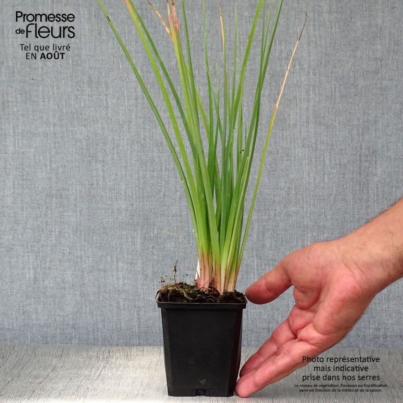 Ejemplar de Kniphofia Flamenco Maceta de 8/9 cm entregado en verano