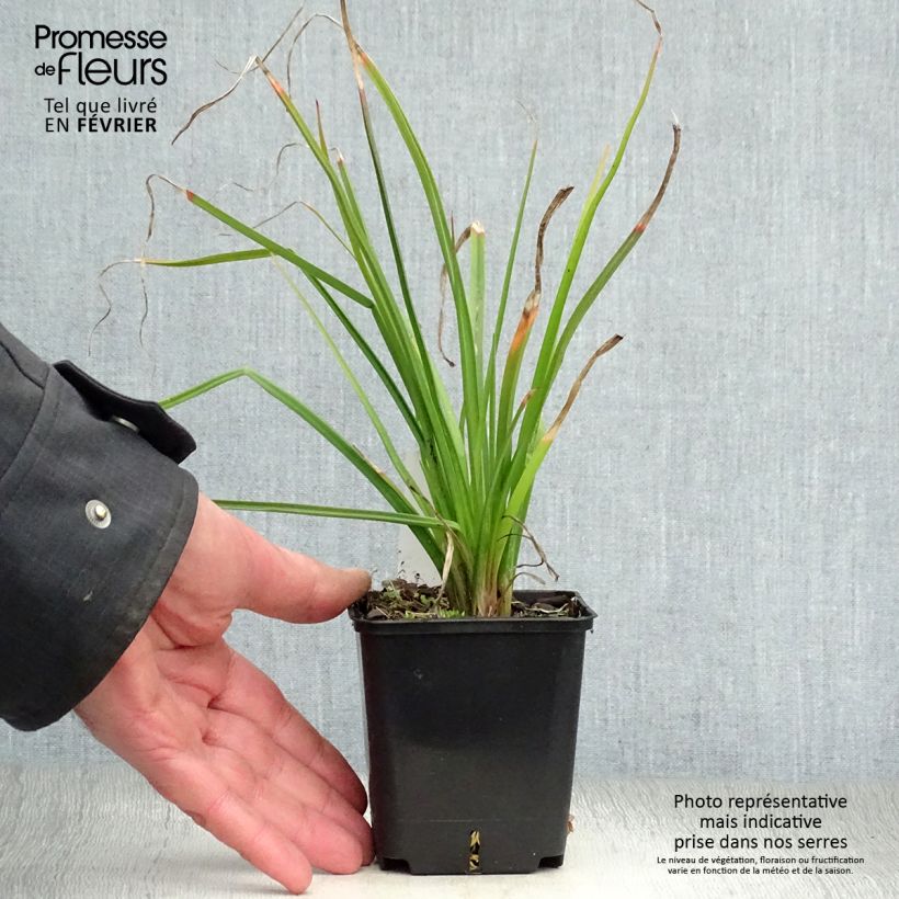 Kniphofia Flamenco Maceta de 8/9 cm Ejemplar entregado en invierno