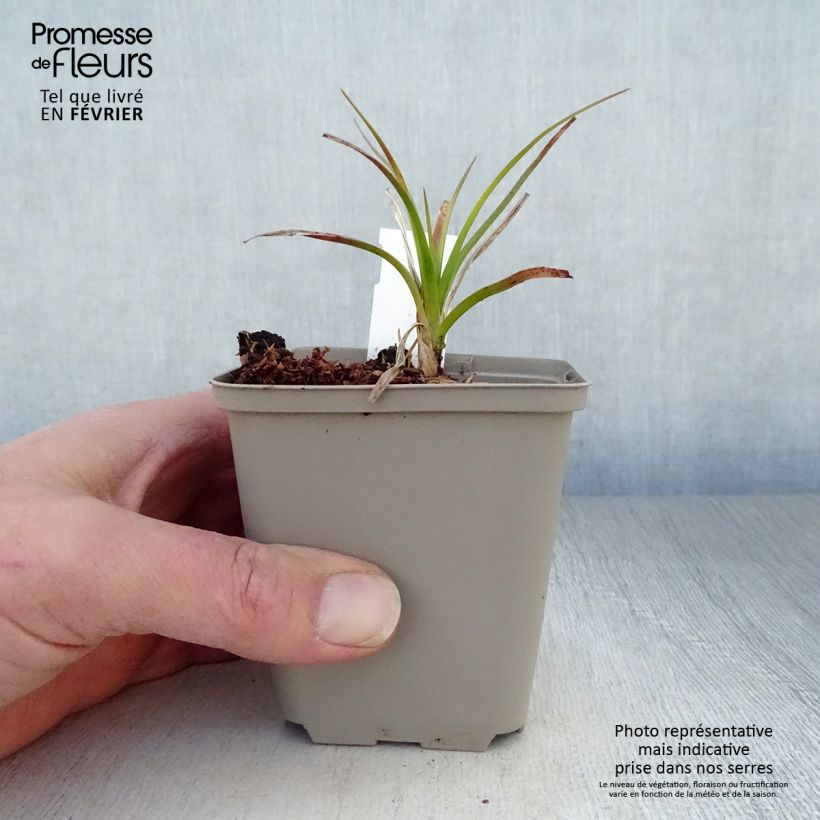 Kniphofia Green Jade Maceta de 8/9 cm Ejemplar entregado en invierno