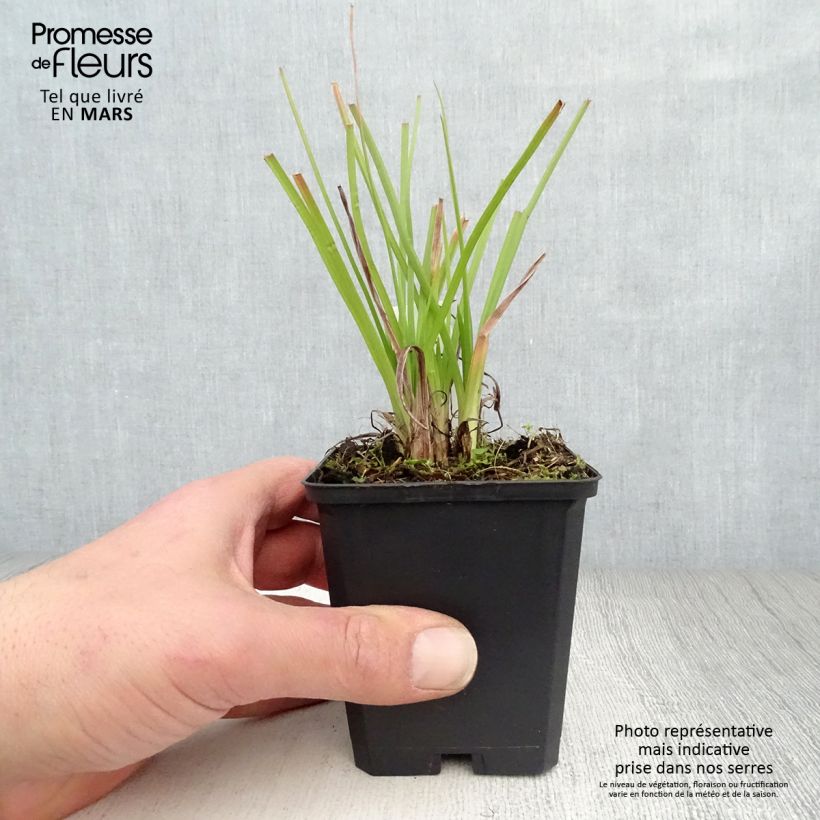 Kniphofia Ice Queen Maceta de 8/9 cm Ejemplar entregado en la primavera