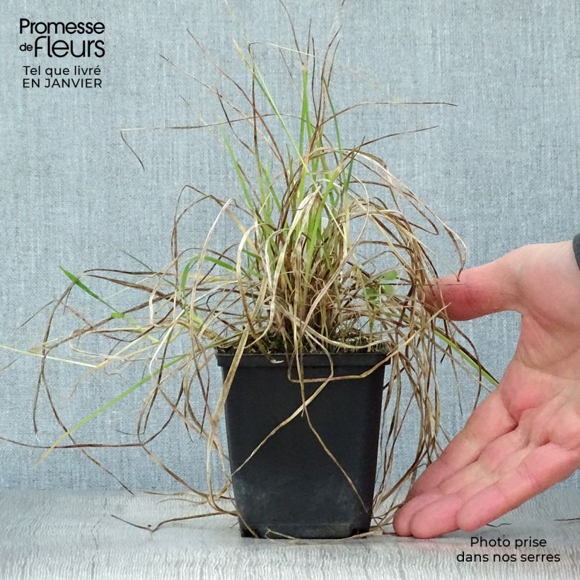 Kniphofia Little Maid Maceta de 8/9 cm Ejemplar entregado en invierno