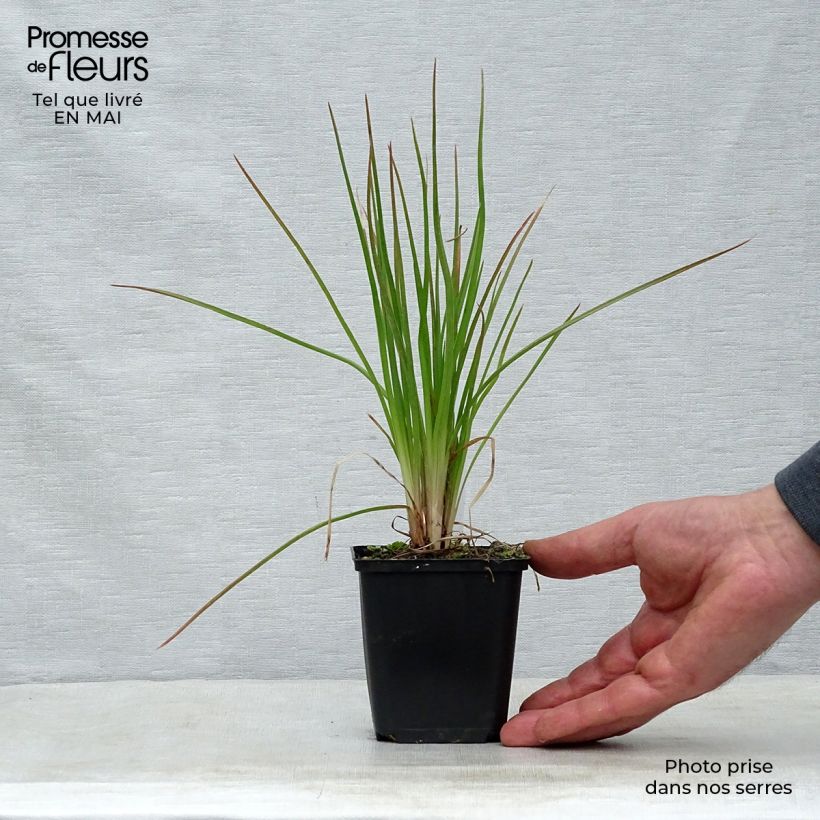 Kniphofia Little Maid Maceta de 8/9 cm Ejemplar entregado en la primavera