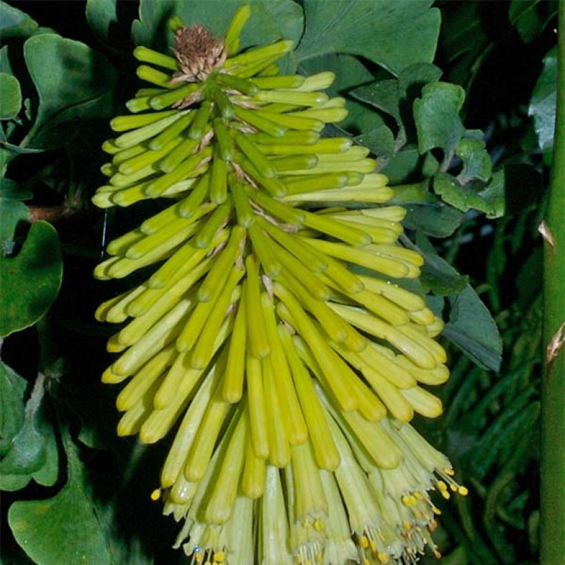 Kniphofia Percy s Pride (Floración)