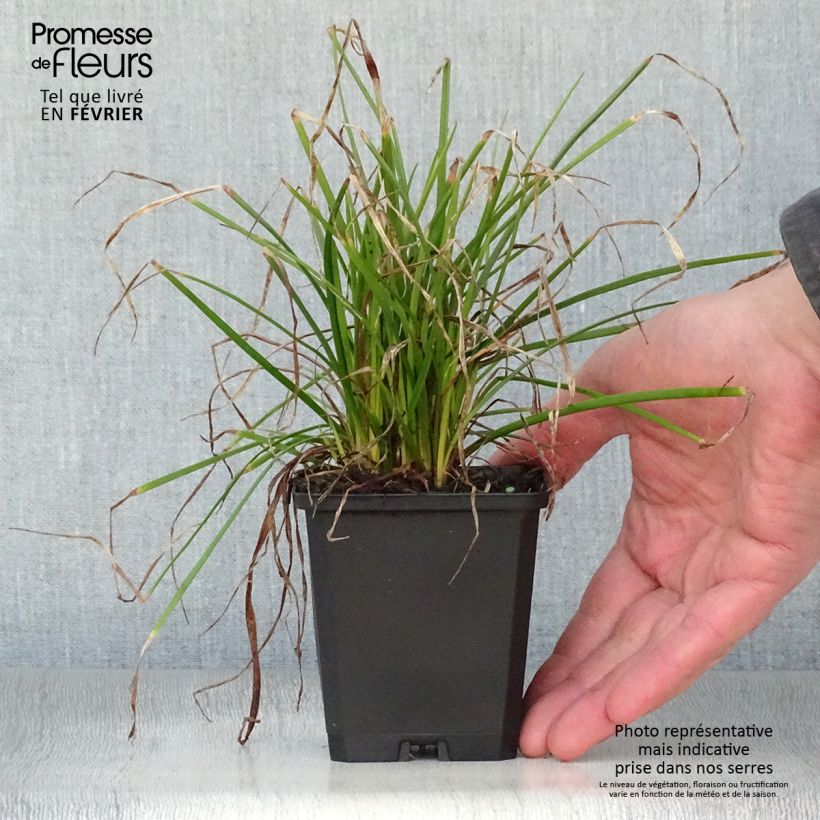 Kniphofia Red Rocket Maceta de 8/9 cm Ejemplar entregado en invierno