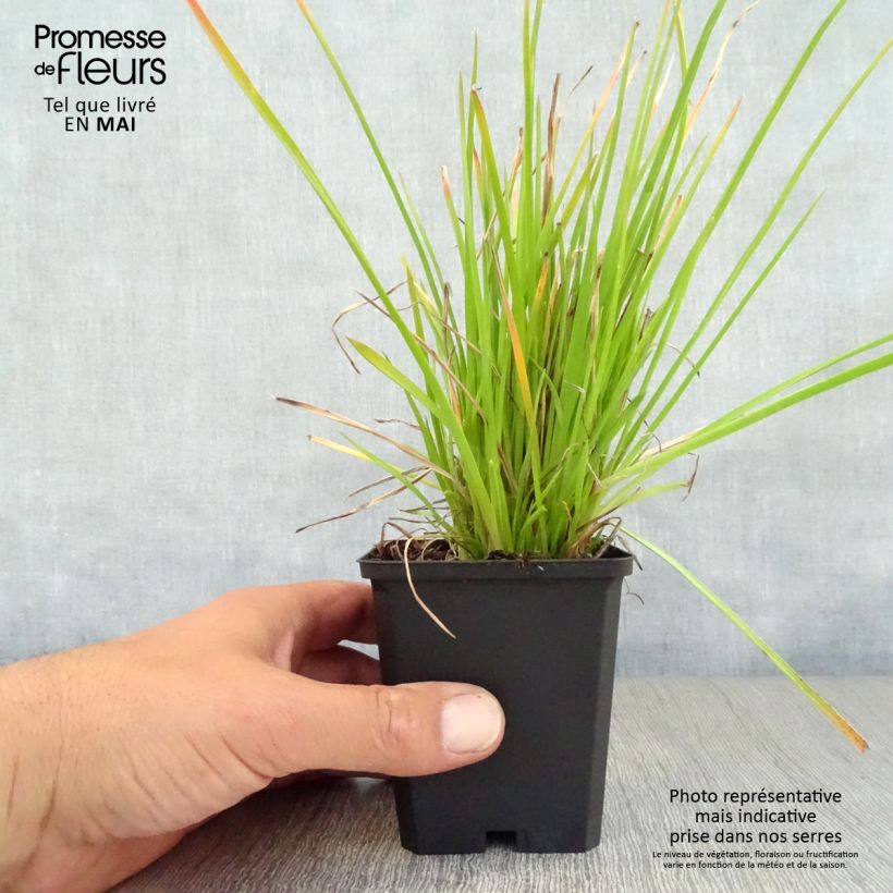 Kniphofia Red Rocket Maceta de 8/9 cm Ejemplar entregado en la primavera