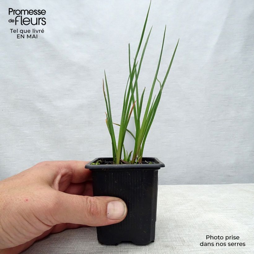 Kniphofia Redhot Popsicle Maceta de 8/9 cm Ejemplar entregado en la primavera