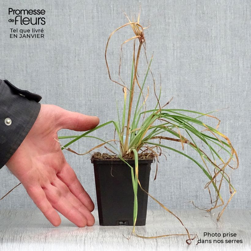 Kniphofia Redhot Popsicle Maceta de 8/9 cm Ejemplar entregado en invierno