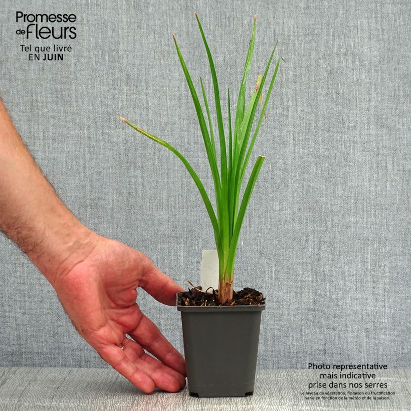 Ejemplar de Kniphofia Tawny King Maceta de 8/9 cm entregado en verano