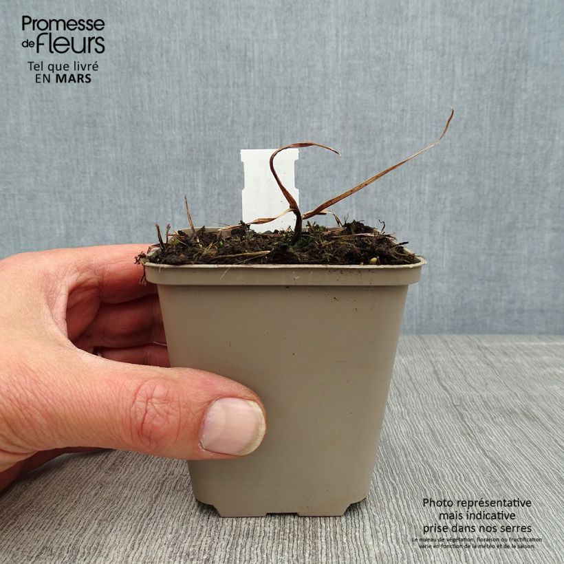 Kniphofia Tawny King Maceta de 8/9 cm Ejemplar entregado en la primavera