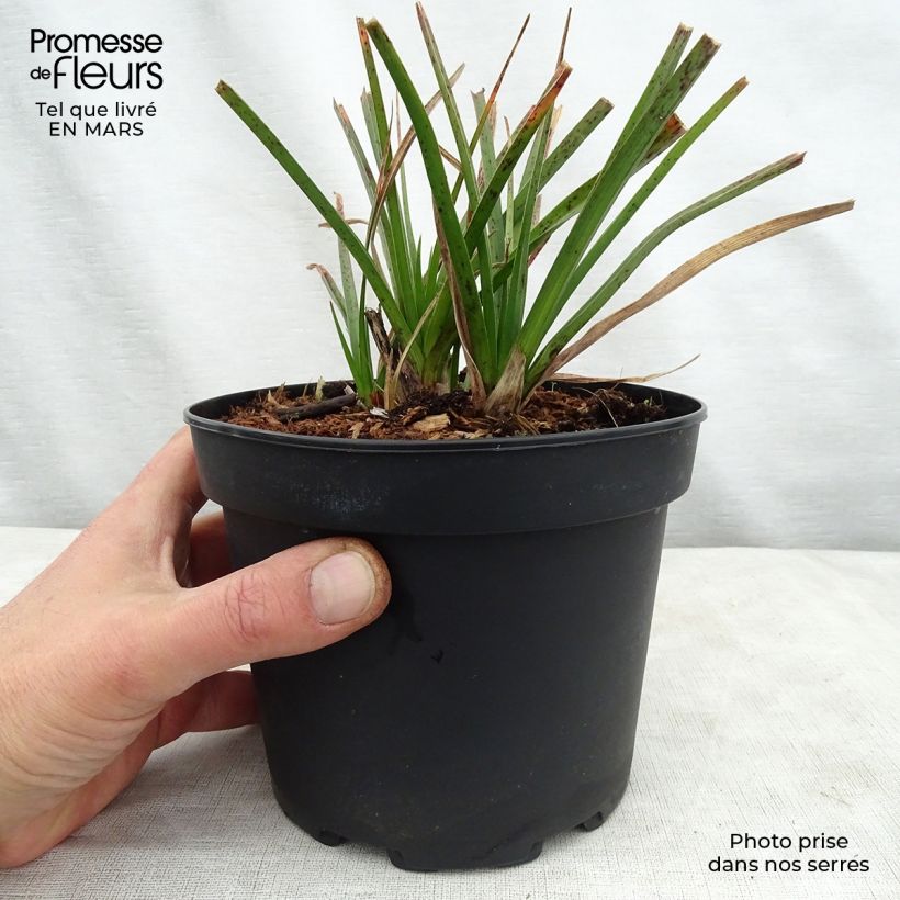 Kniphofia Tawny King Maceta 2L/3L Ejemplar entregado en la primavera