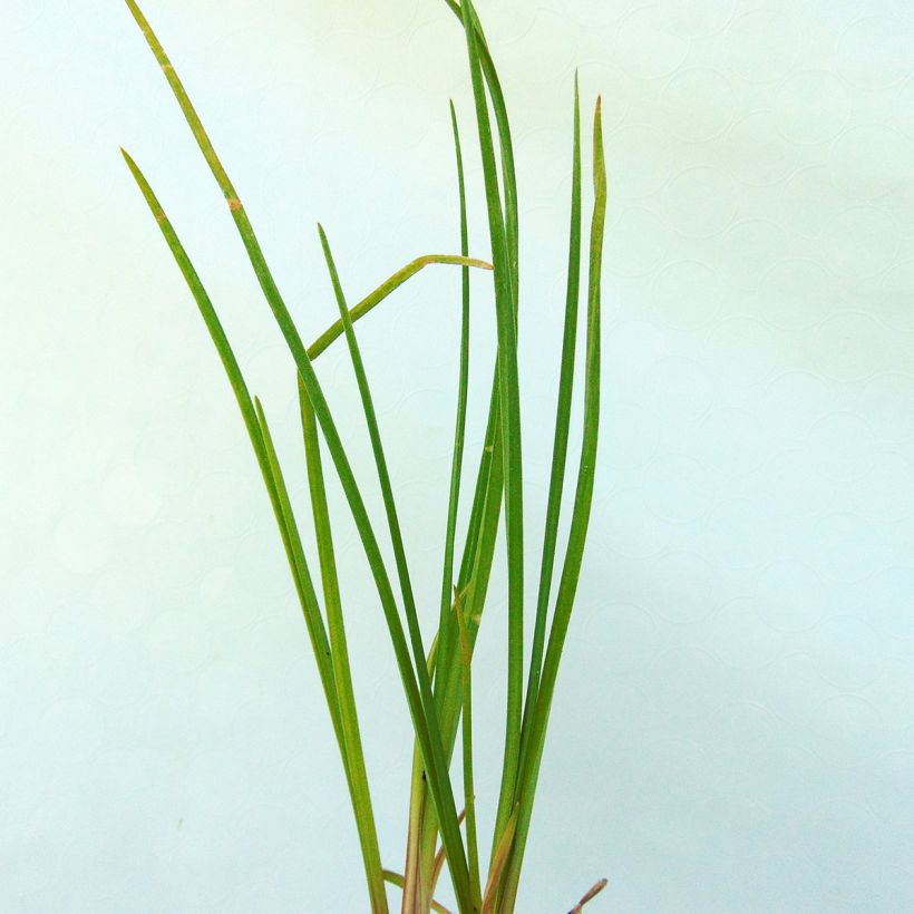 Kniphofia Vanilla (Follaje)