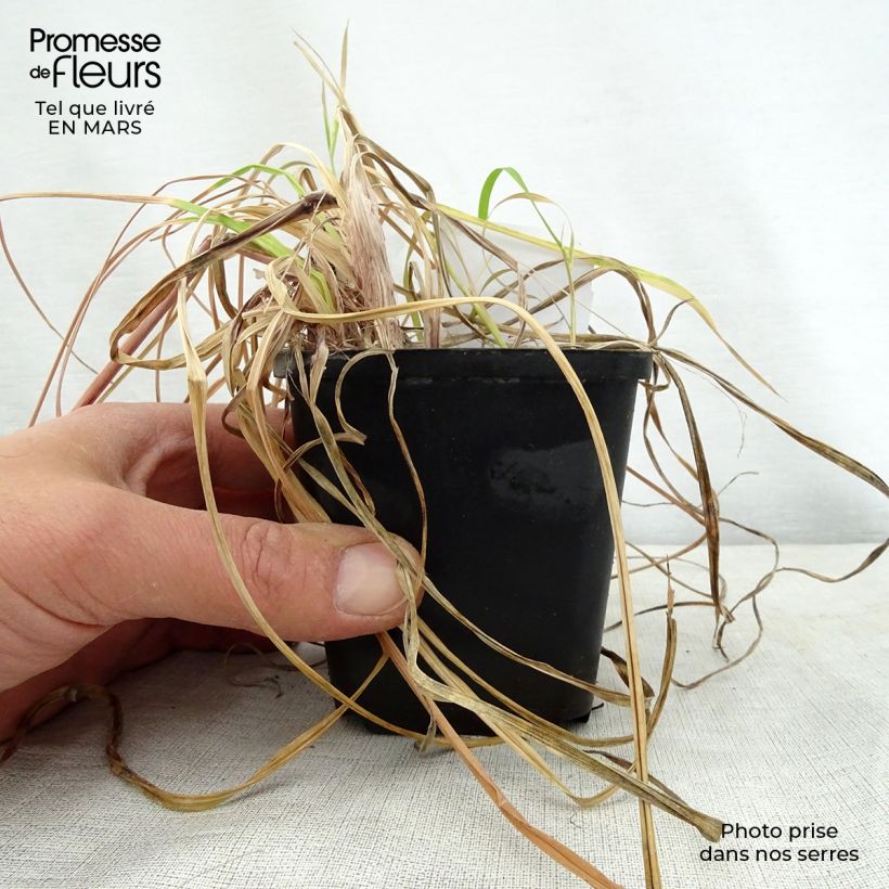 Kniphofia Vanilla Maceta de 8/9 cm Ejemplar entregado en la primavera