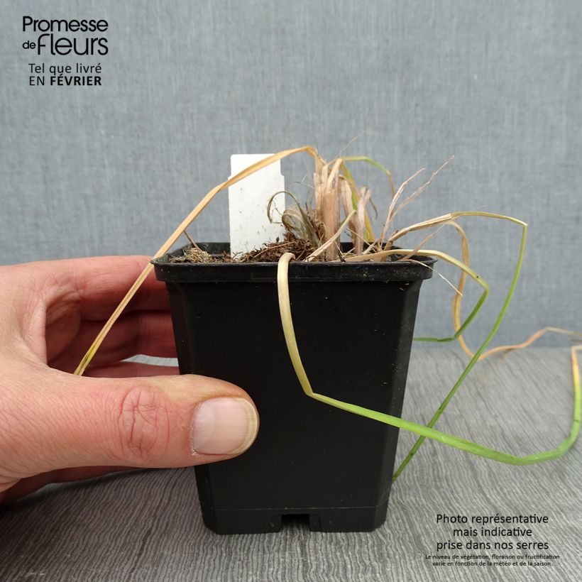 Kniphofia Vanilla Maceta de 8/9 cm Ejemplar entregado en invierno