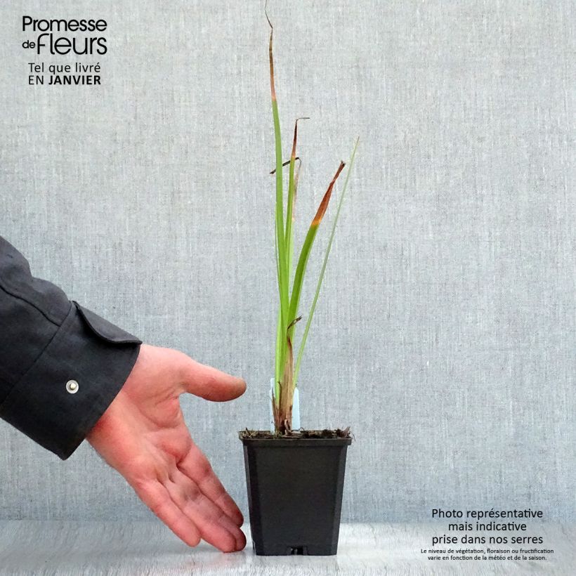 Kniphofia Wrexham Buttercup Maceta de 8/9 cm Ejemplar entregado en invierno