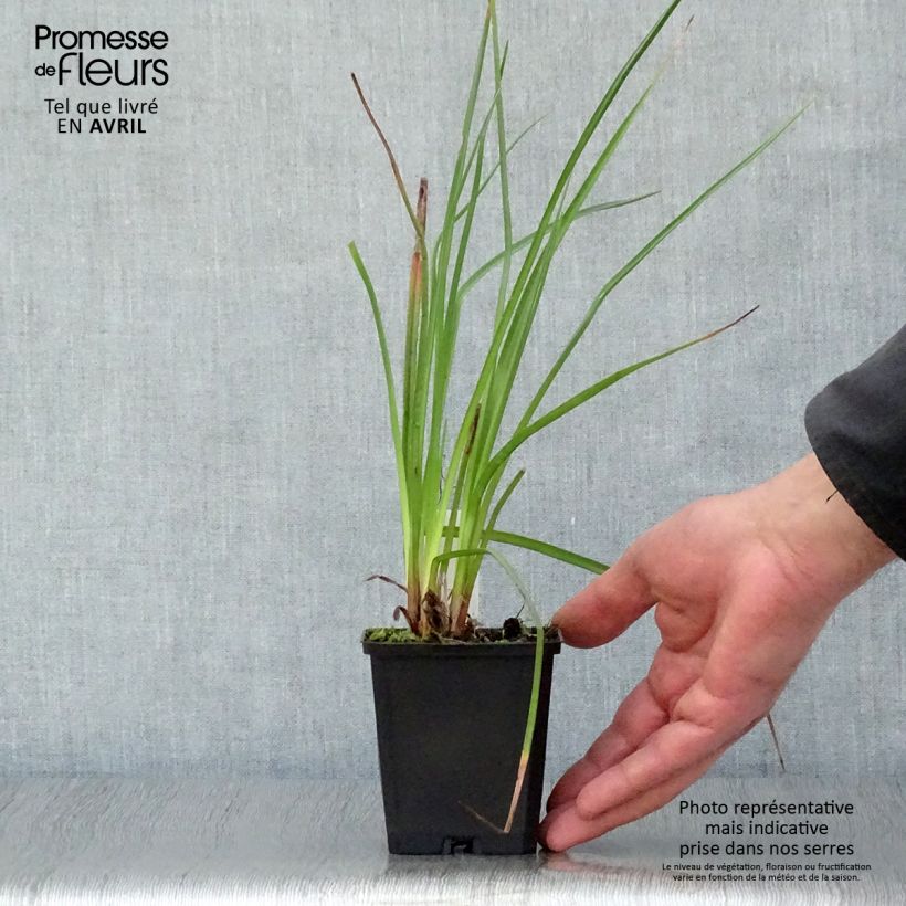 Kniphofia Wrexham Buttercup Maceta de 8/9 cm Ejemplar entregado en la primavera