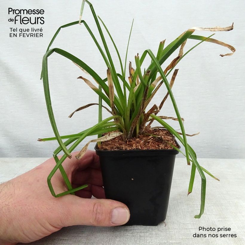 Kniphofia citrina Maceta de 8/9 cm Ejemplar entregado en invierno