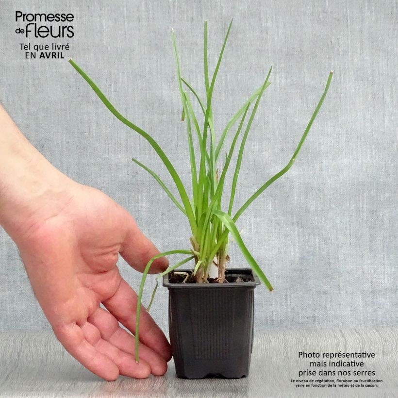 Kniphofia citrina Maceta de 8/9 cm Ejemplar entregado en la primavera