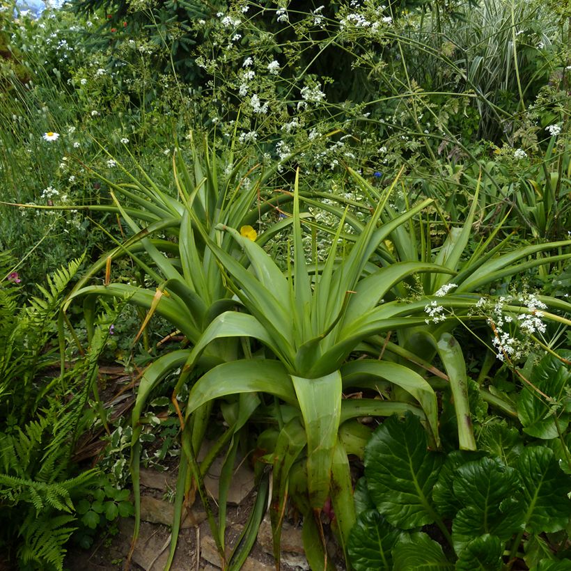 Kniphofia northiae - Lirio antorcha (Porte)