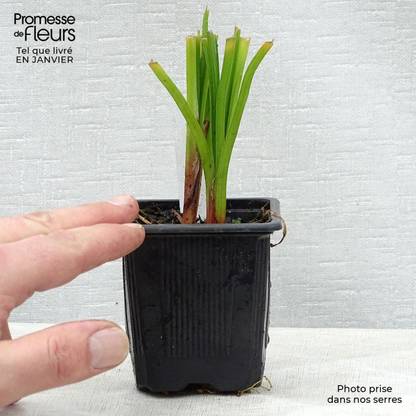 Kniphofia rooperi Maceta de 8/9 cm Ejemplar entregado en invierno